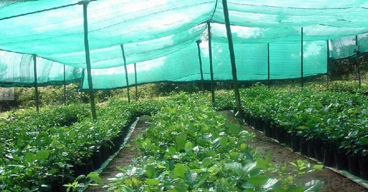 Agricultural shade nets over crops